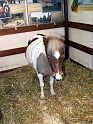 Heimtiermesse 2009   099